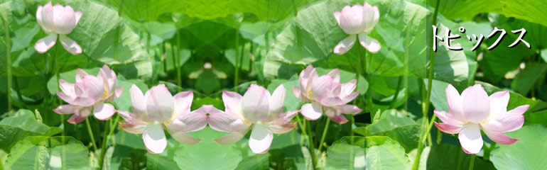 岡崎まちゼミ 自由研究におススメ かやり香 蚊取り線香作り を開催します 石屋のあすか 有 小野石材石屋のあすか 有 小野石材